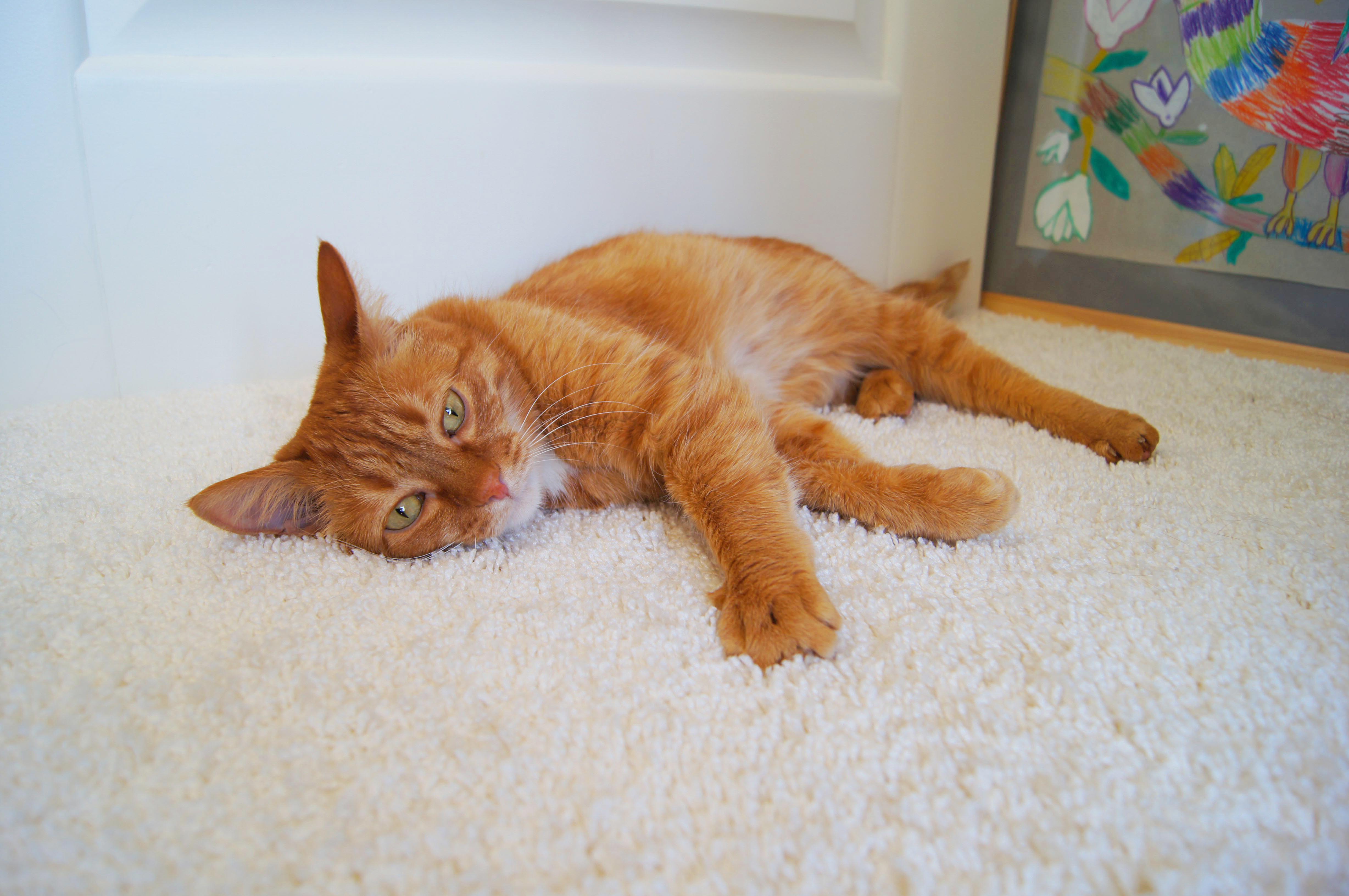 Ковролин "Зартекс" Amarena 140 бежевый (4м) — купить в Астрахани